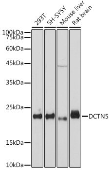 DCTN5 Rabbit mAb