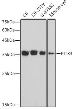 PITX3 Rabbit mAb