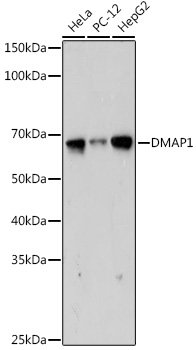 DMAP1 Rabbit mAb