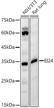 EI24 Rabbit pAb