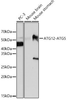 ATG12 Rabbit mAb