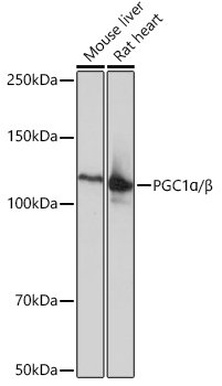 PGC1α/β Rabbit mAb