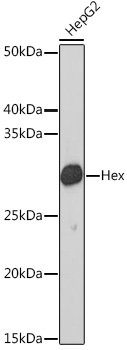 Hex Rabbit mAb