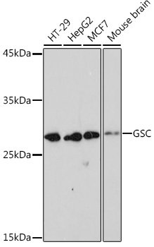 GSC Rabbit mAb