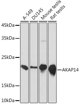 AKAP14 Rabbit mAb
