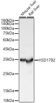 HSD17B2 Rabbit pAb