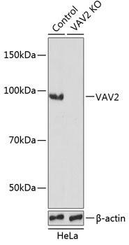 [KO Validated] VAV2 Rabbit pAb