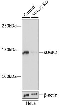 [KO Validated] SUGP2 Rabbit pAb