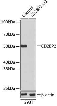 [KO Validated] CD2BP2 Rabbit pAb