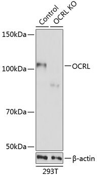 [KO Validated] OCRL Rabbit pAb