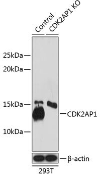 [KO Validated] CDK2AP1 Rabbit pAb