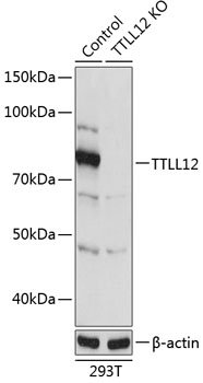 [KO Validated] TTLL12 Rabbit pAb