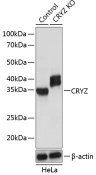 [KO Validated] CRYZ Rabbit pAb