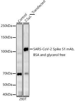 SARS-CoV-2 Spike S1 mAb