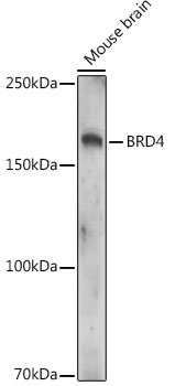 Acetyl-BRD4-K332 Rabbit pAb
