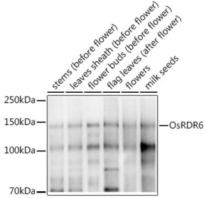 OsRDR6 Rabbit pAb