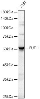 FUT11 Rabbit pAb
