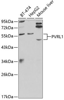 PVRL1 Rabbit pAb