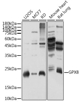 GPX8 Rabbit pAb