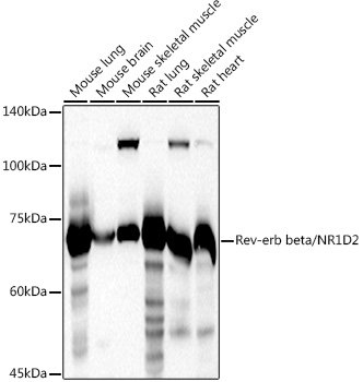 Rev-erb beta/NR1D2 Rabbit pAb