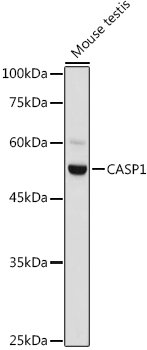 Caspase-1 Rabbit pAb