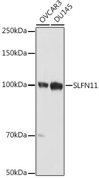 SLFN11 Rabbit pAb