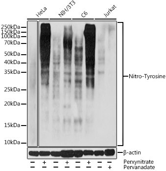 Nitro-Tyrosine Rabbit pAb
