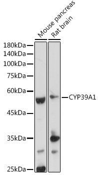CYP39A1 Rabbit pAb