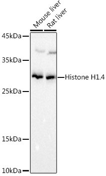 Histone H1.4 Rabbit pAb