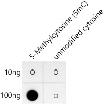 5-Methylcytosine (5mC) Rabbit mAb