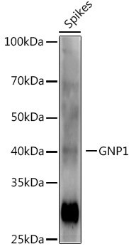 GNP1 Rabbit pAb