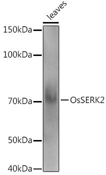 OsSERK2 Rabbit pAb