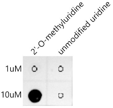 2'-O-methyluridine(Um) Rabbit mAb