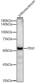PIN1 Rabbit pAb