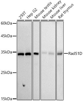 Rad51D Rabbit mAb