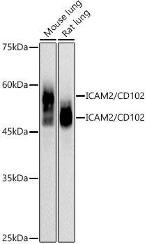 ICAM2 / CD102 Rabbit mAb