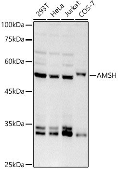 AMSH Rabbit mAb