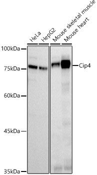 Cip4 Rabbit mAb