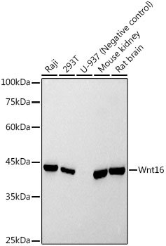Wnt16 Rabbit mAb