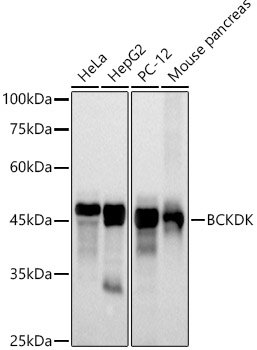 BCKDK Rabbit mAb