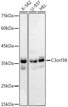 C3orf38 Rabbit mAb