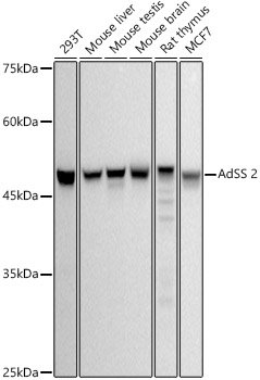 AdSS 2 Rabbit mAb