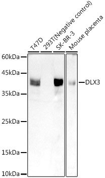 DLX3 Rabbit mAb