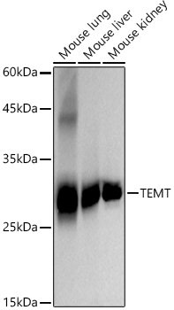 TEMT Rabbit mAb