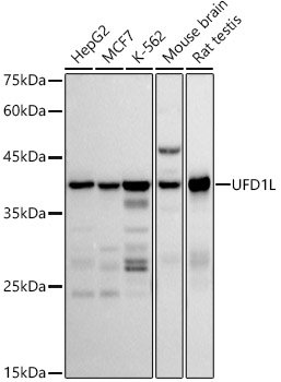 UFD1L Rabbit mAb