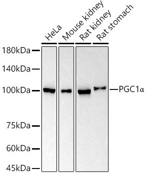 PGC1α Rabbit mAb