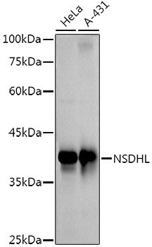 NSDHL Rabbit mAb