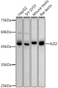 AZI2 Rabbit mAb