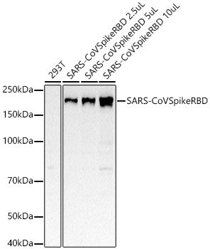 SARS-CoV Spike RBD Rabbit mAb