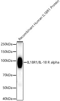 IL18R1/IL-18 R alpha Rabbit mAb